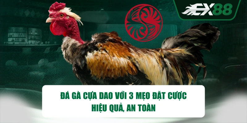 Đá gà cựa dao với 3 mẹo đặt cược hiệu quả, an toàn