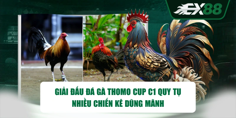 Giải đấu đá gà Thomo Cup C1 quy tụ nhiều chiến kê dũng mãnh