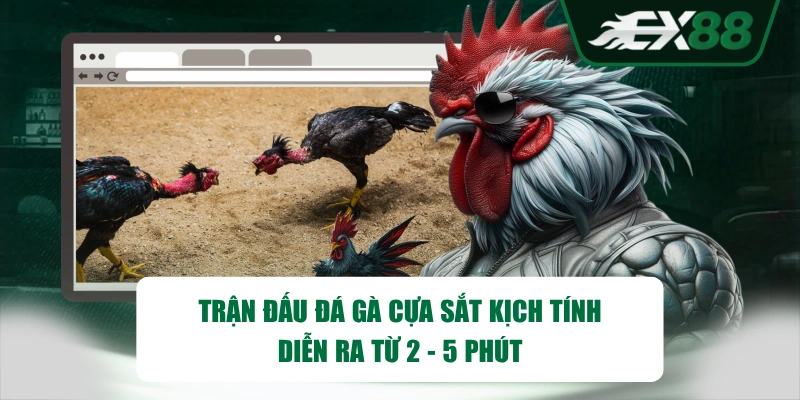 Trận đấu đá gà cựa sắt kịch tính, diễn ra từ 2 - 5 phút